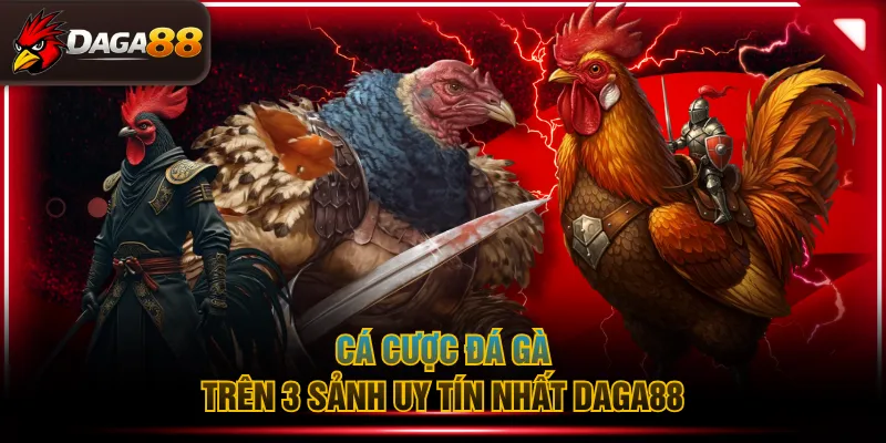 Cá cược đá gà trên 3 sảnh uy tín nhất DAGA88